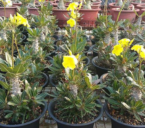 Amazon.co.jp: 【多肉植物／塊根植物】Pachypodium Cactipes